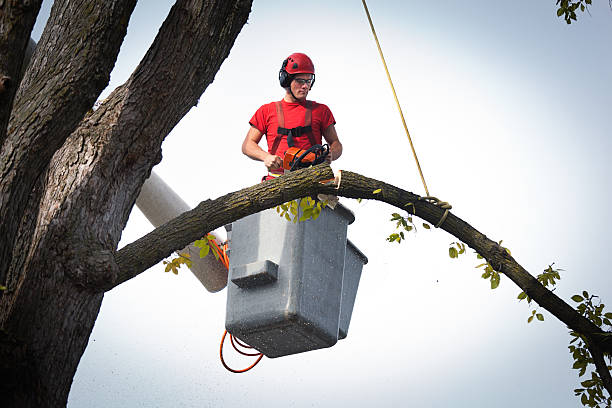 Professional Tree Services in Lutz, FL