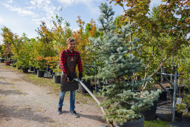 Best Tree Disease Treatment  in Lutz, FL